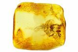 Fossil Fly (Diptera) and a Mite (Acari) in Baltic Amber #159830-1